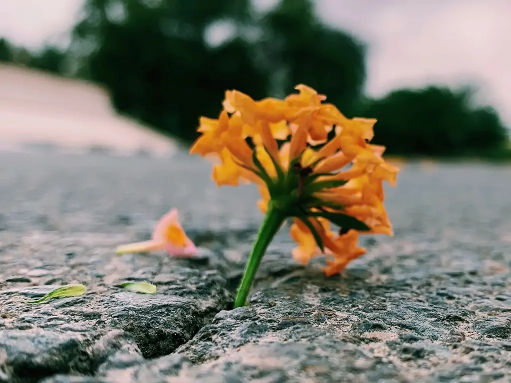 Fiore giallo che sbuca dall'asfalto. simboleggia la potenza dell'EMDR nello sprigionare le energie intrinseche dell'indivuduo
